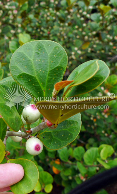 Ficus Detoidea